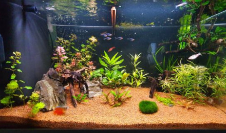aquarium Biotope asiatique 125L