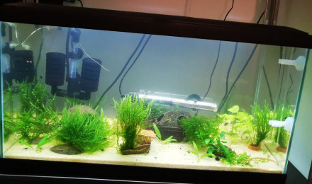 aquarium Blue Velvet