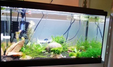 aquarium Crystal Red et Prl