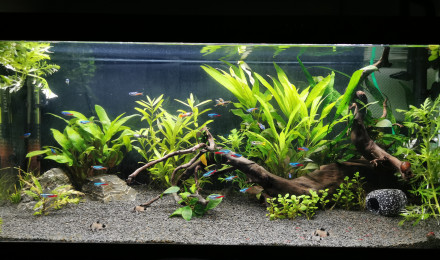 aquarium 80l