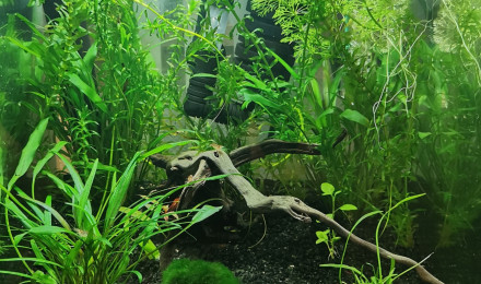 aquarium 20l