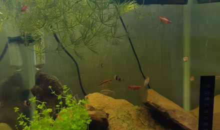 aquarium aquarium asie