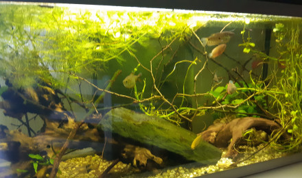 aquarium Aquarium gourami