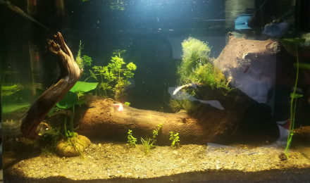 aquarium Aqua BIMRI