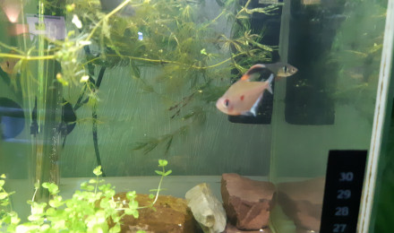 aquarium aquarium 20 litres