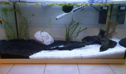 aquarium Aquarium 50L