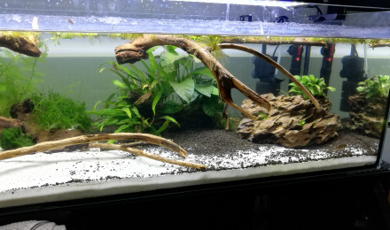 aquarium 120l Pingguo-ringo