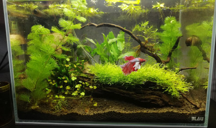 aquarium 28l samourai