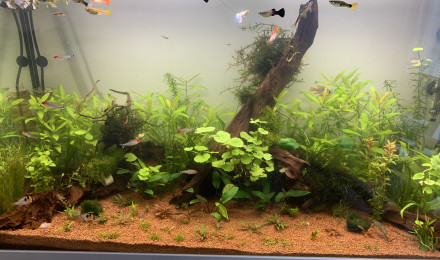 aquarium AQUATLANTIS 200L