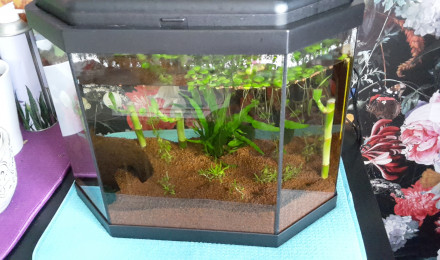 aquarium Mon 1er aquarium