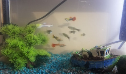 aquarium Aqua des Guppys