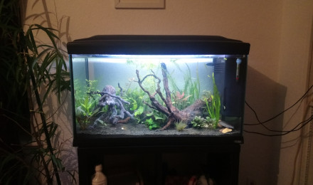 aquarium Petit aquarium