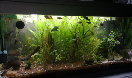 aquarium Le mix
