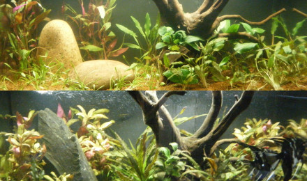 aquarium Amazone