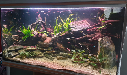 aquarium Bac à Tetras