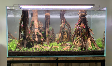 aquarium Retour à l aquariophilie
