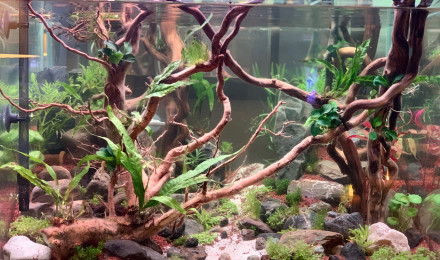 aquarium Forêt enchantée