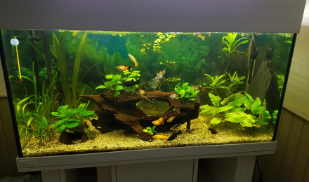 aquarium Communautaire