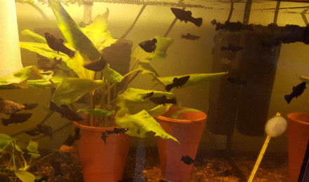 aquarium Reproductions