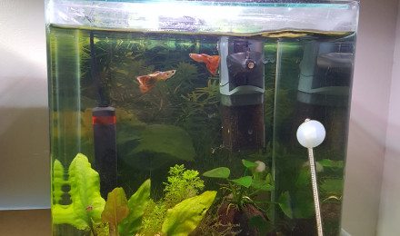 aquarium Bleu Velvet