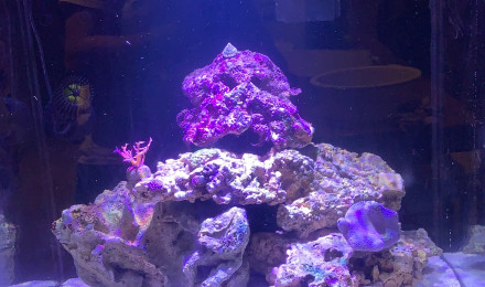 aquarium Red Sea MAX 130