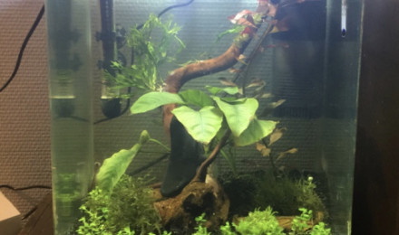 aquarium Nano