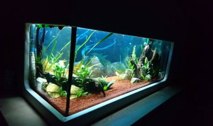 aquarium Aqualou