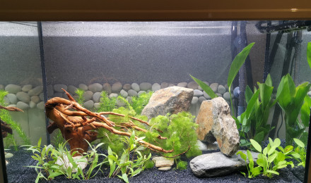 aquarium 150L Tansuigyo no Rakuen