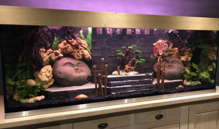 aquarium ciclhidés malawi