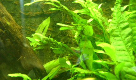 aquarium problème de plante
