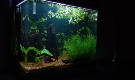 aquarium Superfish 20