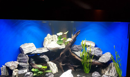 aquarium Juwel
