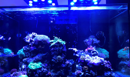 aquarium Reefer 250