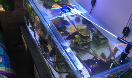 aquarium Malawi