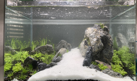 aquarium Scaper Tank Aquascape crevette