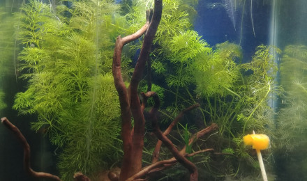 aquarium Aqua1