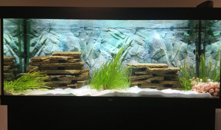 aquarium Tanganyika