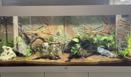 aquarium Aquarium 240L communautaire