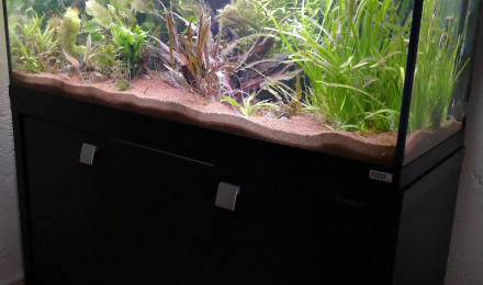 aquarium Channa andrao belheri blue wild