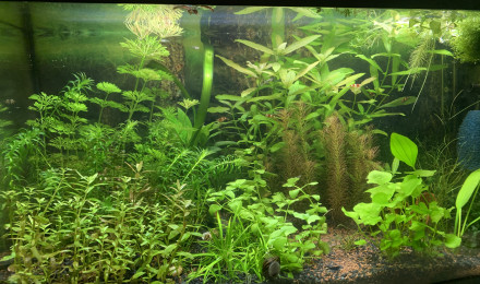 aquarium 60L crevette
