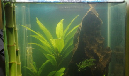 aquarium Nano cube dennerle 10L