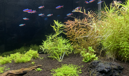 aquarium Juwel Rio 125