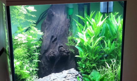 aquarium Askoll Pure M