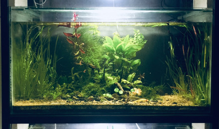 aquarium Plantes aqua dry
