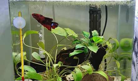 aquarium Betta1 Ouisti