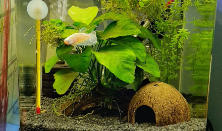 aquarium Betta2 Antiago