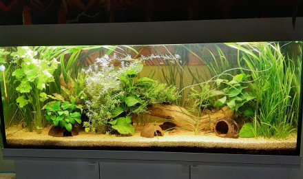 aquarium A la sauvage