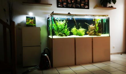 aquarium 600 litre Amazonie