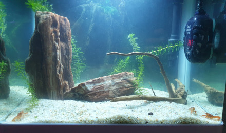 aquarium CPO