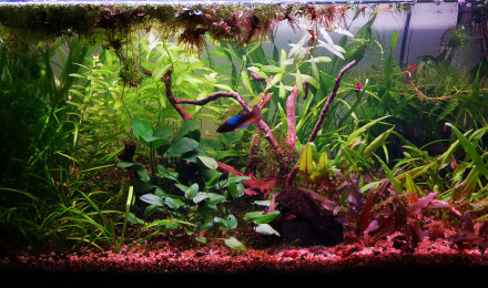 aquarium Betta azur